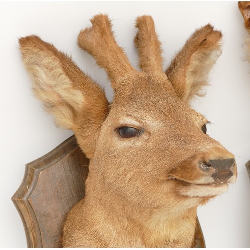 211 - Taxidermy/Natural History; a pair of roe deer (Capreolus capreolus) mounts on oak shield plaques, le... 