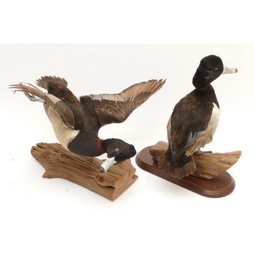 75 - Taxidermy; A pair of 20th century Tufted Ducks, in a naturalistic flight setting, mounted on driftwo... 