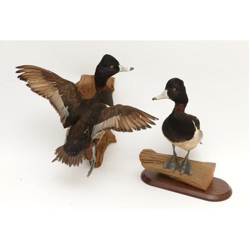 75 - Taxidermy; A pair of 20th century Tufted Ducks, in a naturalistic flight setting, mounted on driftwo... 