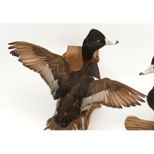 75 - Taxidermy; A pair of 20th century Tufted Ducks, in a naturalistic flight setting, mounted on driftwo... 