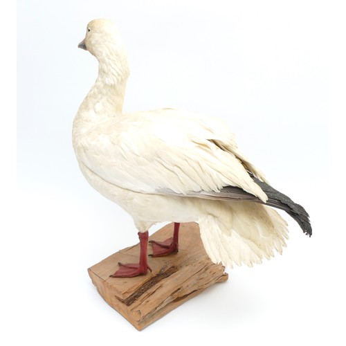 76 - Taxidermy: A white-fronted snow Goose (Anser albifrons), 20th century, full mount adult with head tu... 