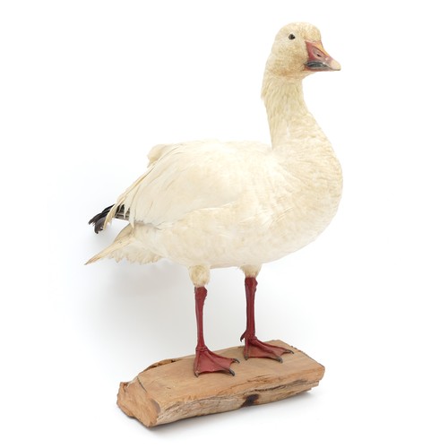 76 - Taxidermy: A white-fronted snow Goose (Anser albifrons), 20th century, full mount adult with head tu... 