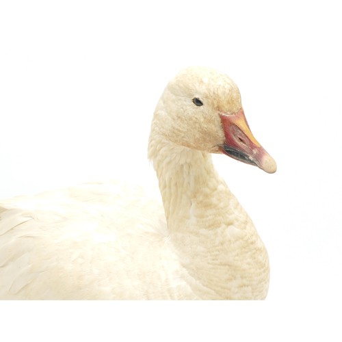 76 - Taxidermy: A white-fronted snow Goose (Anser albifrons), 20th century, full mount adult with head tu... 