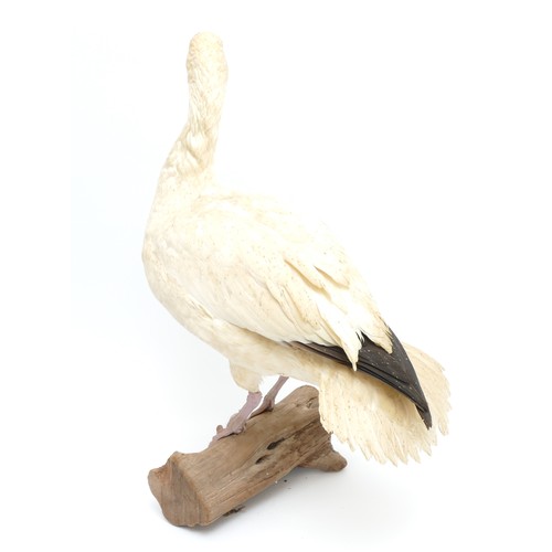 77 - Taxidermy: A white-fronted female Snow Goose (Anser albifrons), 20th century, full mount adult with ... 