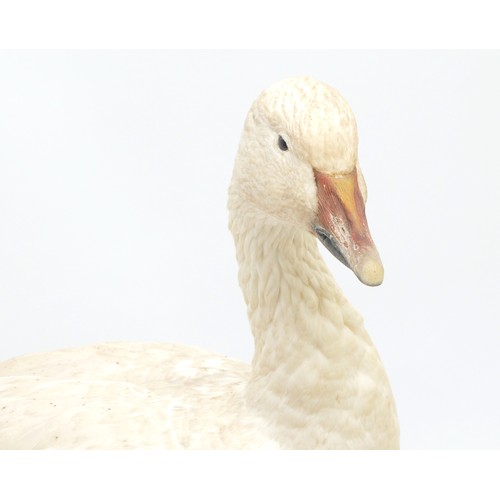 77 - Taxidermy: A white-fronted female Snow Goose (Anser albifrons), 20th century, full mount adult with ... 