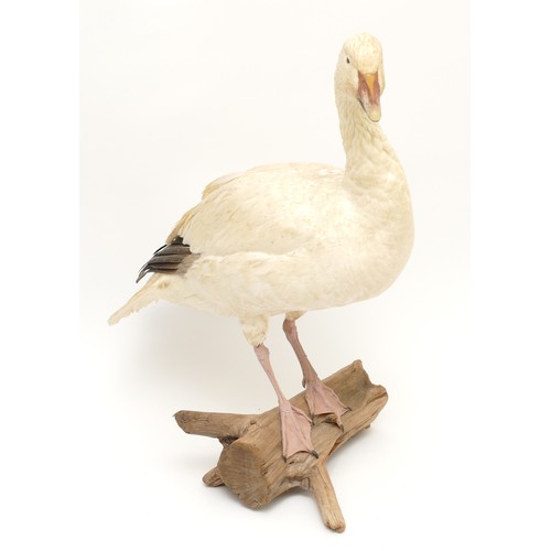 77 - Taxidermy: A white-fronted female Snow Goose (Anser albifrons), 20th century, full mount adult with ... 