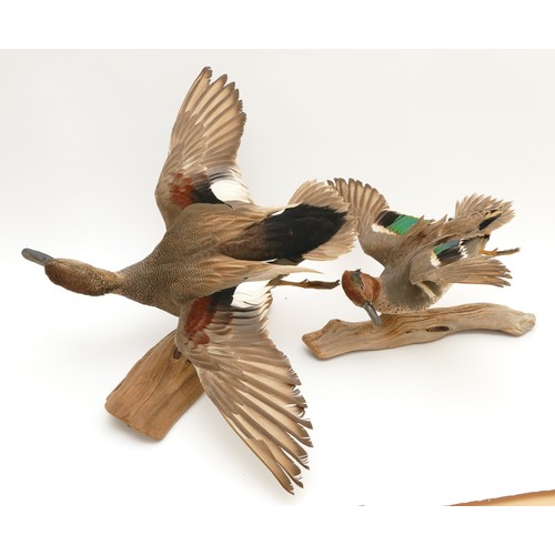 78 - Taxidermy: A male and female Drake Wigeon (Anas penelope), 20th century, full mount adult drake Wige... 