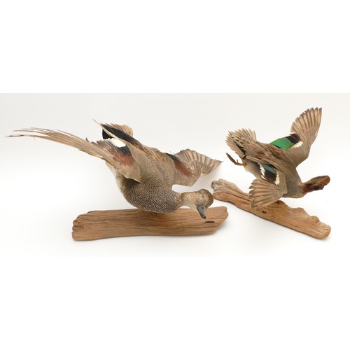 78 - Taxidermy: A male and female Drake Wigeon (Anas penelope), 20th century, full mount adult drake Wige... 