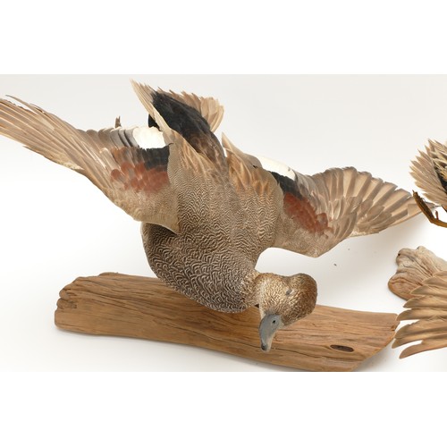 78 - Taxidermy: A male and female Drake Wigeon (Anas penelope), 20th century, full mount adult drake Wige... 