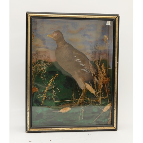 79 - Taxidermy: A wall cased Moorhen, full mount, stood upon painted faux grass beneath, amidst a natural... 