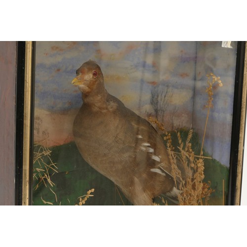 79 - Taxidermy: A wall cased Moorhen, full mount, stood upon painted faux grass beneath, amidst a natural... 