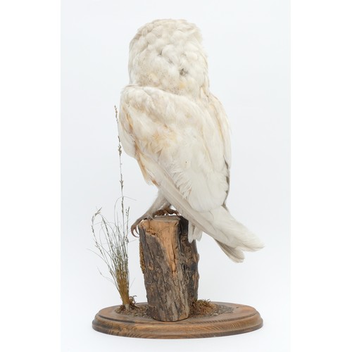 80 - WITHDRAWN Taxidermy: A Barn Owl, 20th century, full mount, perched upon a tree trunk, on an oval sha... 