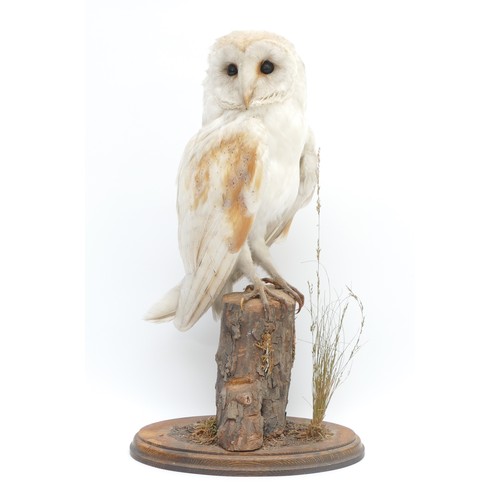 80 - WITHDRAWN Taxidermy: A Barn Owl, 20th century, full mount, perched upon a tree trunk, on an oval sha... 