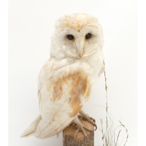 80 - WITHDRAWN Taxidermy: A Barn Owl, 20th century, full mount, perched upon a tree trunk, on an oval sha... 