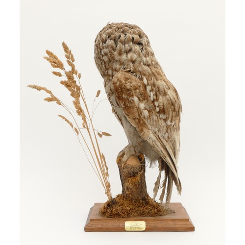 81 - WITHDRAWN Taxidermy: Tawny Owl (Strix aluco), by D E Pegnall Green Lane End, South Stainley, full mo... 