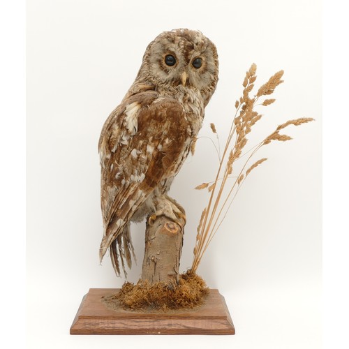 81 - WITHDRAWN Taxidermy: Tawny Owl (Strix aluco), by D E Pegnall Green Lane End, South Stainley, full mo... 