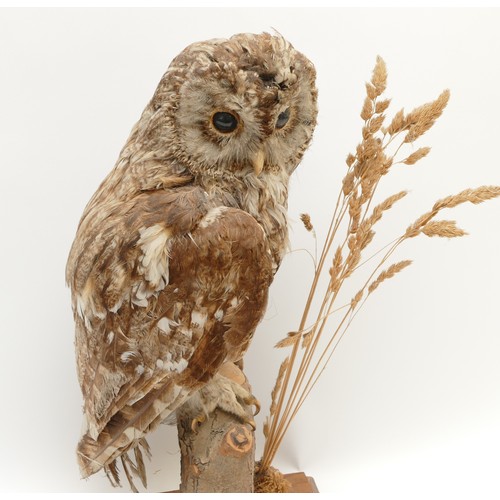 81 - WITHDRAWN Taxidermy: Tawny Owl (Strix aluco), by D E Pegnall Green Lane End, South Stainley, full mo... 