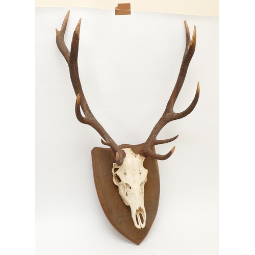 85 - Taxidermy: A 20th century pair of ten point Deer antlers on skull, mounted on an oak shield back, sp... 