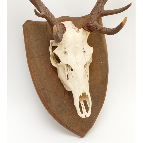 85 - Taxidermy: A 20th century pair of ten point Deer antlers on skull, mounted on an oak shield back, sp... 