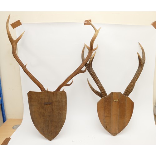 96 - Taxidermy: Two pairs of Roe Deer (Capreolus capreolus) adult Roebucks, neck mounts looking straight ... 