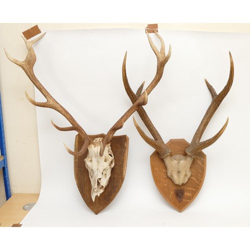 96 - Taxidermy: Two pairs of Roe Deer (Capreolus capreolus) adult Roebucks, neck mounts looking straight ... 