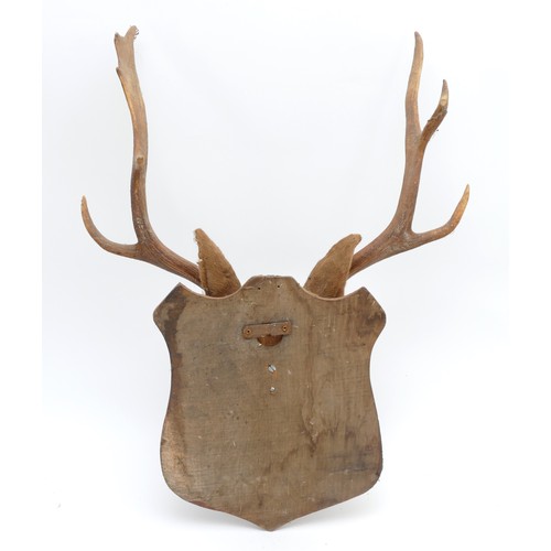 102 - Taxidermy: European 8 point Fallow Deer (Dama dama), circa 20th century, head mount looking straight... 