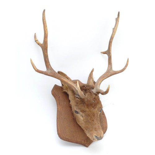 102 - Taxidermy: European 8 point Fallow Deer (Dama dama), circa 20th century, head mount looking straight... 