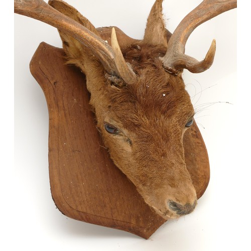 102 - Taxidermy: European 8 point Fallow Deer (Dama dama), circa 20th century, head mount looking straight... 