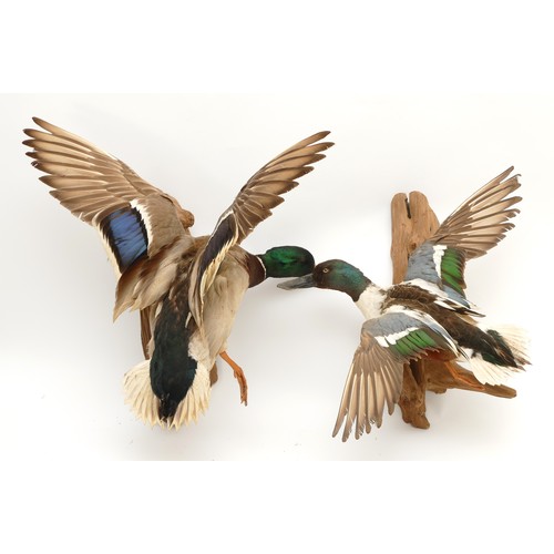 82 - Taxidermy: Drake Mallards in flight, circa 20th century, mounted on shaped driftwood with wall fixin... 