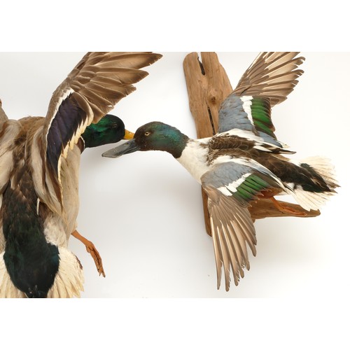 82 - Taxidermy: Drake Mallards in flight, circa 20th century, mounted on shaped driftwood with wall fixin... 