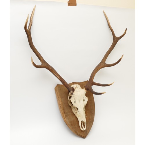 86 - Taxidermy. 20th century pair of Fallow deer antlers mounted onto an oak shield, nine points. Span 54... 