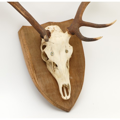 86 - Taxidermy. 20th century pair of Fallow deer antlers mounted onto an oak shield, nine points. Span 54... 