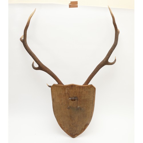 86 - Taxidermy. 20th century pair of Fallow deer antlers mounted onto an oak shield, nine points. Span 54... 