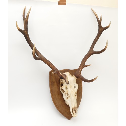 87 - Taxidermy. 20th century pair of Fallow deer antlers mounted onto an oak shield, twelve points. Span ... 