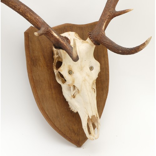 87 - Taxidermy. 20th century pair of Fallow deer antlers mounted onto an oak shield, twelve points. Span ... 