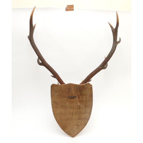 87 - Taxidermy. 20th century pair of Fallow deer antlers mounted onto an oak shield, twelve points. Span ... 