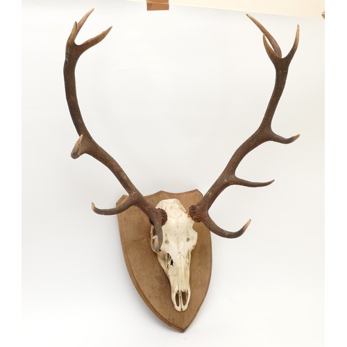 88 - Taxidermy. 20th century a pair of Fallow deer antlers mounted onto an oak shield, twelve points. Spa... 