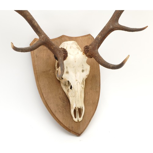 88 - Taxidermy. 20th century a pair of Fallow deer antlers mounted onto an oak shield, twelve points. Spa... 