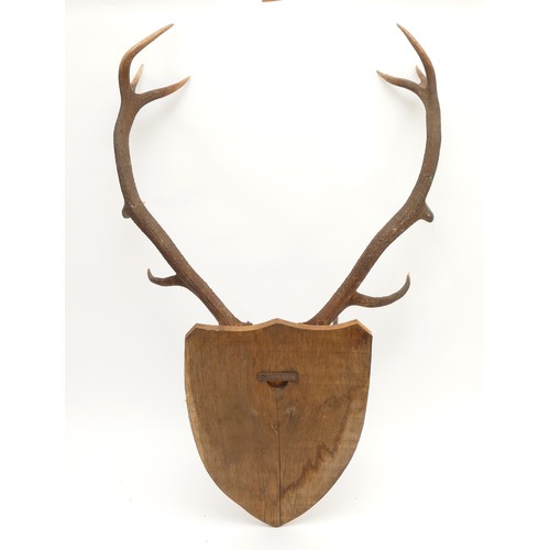 88 - Taxidermy. 20th century a pair of Fallow deer antlers mounted onto an oak shield, twelve points. Spa... 