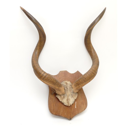 111 - Taxidermy. 20th century a pair of antlers/horns mounted onto a wooden shield. Span 66cm.