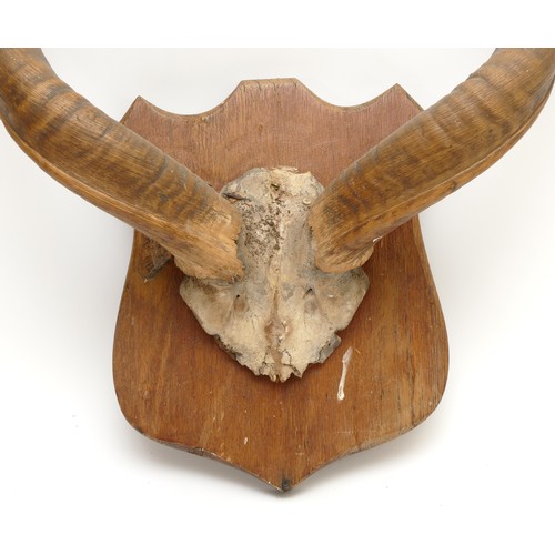 111 - Taxidermy. 20th century a pair of antlers/horns mounted onto a wooden shield. Span 66cm.