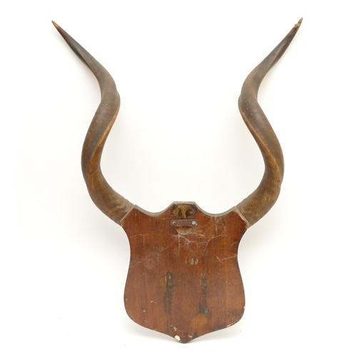 111 - Taxidermy. 20th century a pair of antlers/horns mounted onto a wooden shield. Span 66cm.