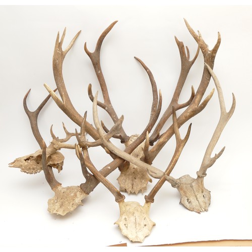 89 - Taxidermy. 20th century a group of six pairs of antlers/horns. Largest span 48cm. (6).