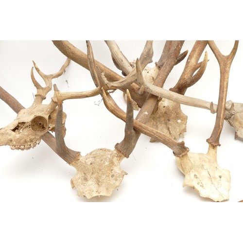 89 - Taxidermy. 20th century a group of six pairs of antlers/horns. Largest span 48cm. (6).