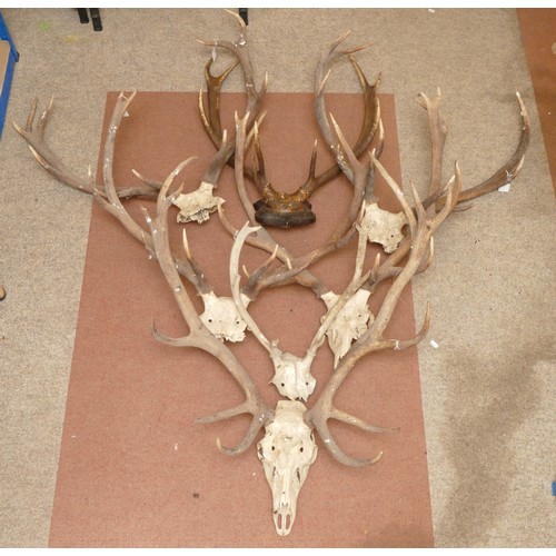 90 - Taxidermy. 20th century a group of seven pairs of antlers/horns. One pair mounted onto a wooden shie... 