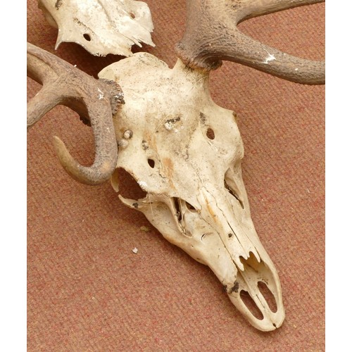 90 - Taxidermy. 20th century a group of seven pairs of antlers/horns. One pair mounted onto a wooden shie... 