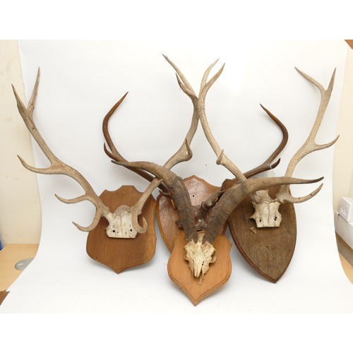 91 - Taxidermy. 20th century four pairs of antlers/horns each  mounted onto wooden shields. Largest span ... 