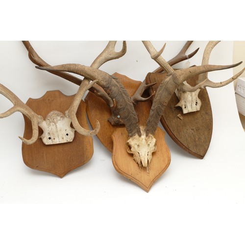 91 - Taxidermy. 20th century four pairs of antlers/horns each  mounted onto wooden shields. Largest span ... 