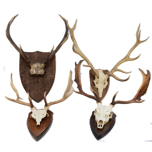 92 - Taxidermy. 20th century four pairs of antlers/horns each mounted onto wooden shields. Largest span 6... 