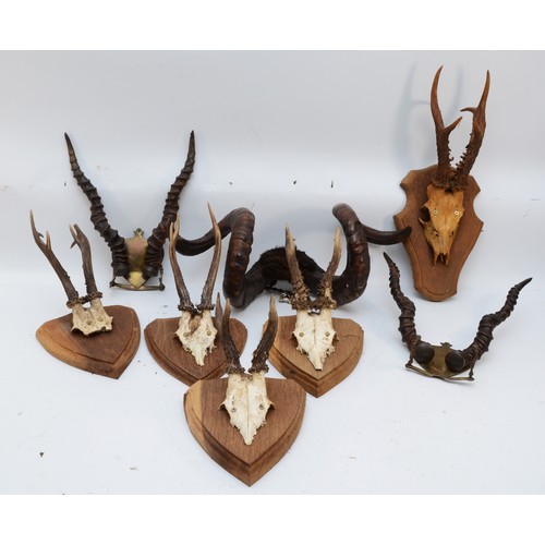 93 - Taxidermy. 20th century eight pairs of antlers/horns. Five pairs mounted onto wooden shields, two pa... 